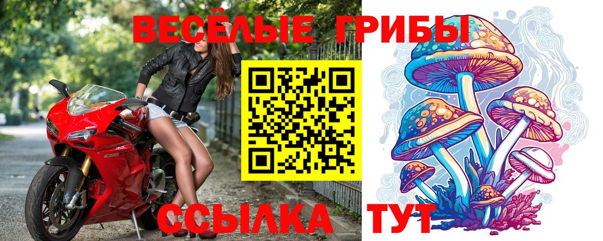 Псилоцибиновые грибы Psilocybine cubensis Обь